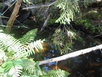 Culvert Crossing, Lurvey Brook at Western Mountain Rd, Tremont, Maine