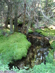 Culvert Crossing, Lurvey Spring at Echo Beach Rd, Southwest Harbor, Maine