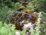 Culvert Crossing, Main Stream at Unnamed Off Black Road, Prospect, Maine