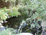 Culvert Crossing, Meadow Brook at L. Coffee Pond Rd, Casco, Maine