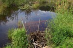 Culvert Crossing, Meadow Brook at Poor Farm Road - Swanville Road, Frankfort, Maine