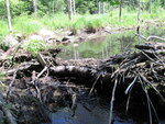 Culvert Crossing, Togus Stream at Hallowell Rd, Chelsea, Maine