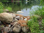 Culvert Crossing, Toothaker Stream at Toothaker Pond Rd, Phillips, Maine