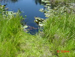 Culvert Crossing, Trafton Meadow Brook at W. Georgetown Rd, Georgetown, Maine