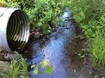 Culvert Crossing, Trib To Medomak River at Depot St, Waldoboro, Maine