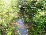 Culvert Crossing, Trout Brook at Ocean St, Cape Elizabeth, Maine