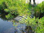 Culvert Crossing, Tucker Brook at Acres Of Wildlife, Standish, Maine