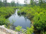 Culvert Crossing, Tucker Brook at Acres Of Wildlife, Standish, Maine