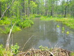 Culvert Crossing, Tucker Brook at Route 113, Standish, Maine