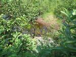 Culvert Crossing, Turner Branch at Route 3, Palermo, Maine