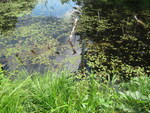 Culvert Crossing, Twomile Brook at Barn Meadow, Baring Plt, Maine