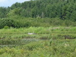 Culvert Crossing, Upper Barn Meadow at Barn Beadow, Calais, Maine