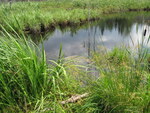 Culvert Crossing, Upper Barn Meadow at Barn Meadow, Calais, Maine
