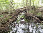 Culvert Crossing, Valley Brook at Valley Rd, Raymond, Maine