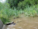 Culvert Crossing, Weeks Brook at Anderson Rd, Windham, Maine