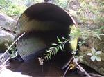 Culvert Crossing, West Branch Black Stream at Browns Corner Rd, Canaan, Maine