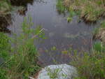 Culvert Crossing, Whitney Brook at Greenfield Road, Greenbush, Maine