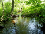 Culvert Crossing, Willow Brook at Spurwink Ave, Cape Elizabeth, Maine