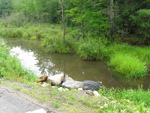 Multiple Culvert Crossing at Egypt Rd, Jefferson, Maine