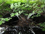 Multiple Culvert Crossing at Mast Rd, Falmouth, Maine