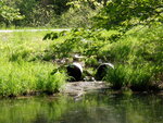 Multiple Culvert Crossing at Mckenney Rd, Saco, Maine
