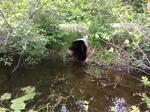 Multiple Culvert Crossing at Pine Plain, Liberty, Maine