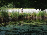 Multiple Culvert Crossing at Rabbit Road, Durham, Maine
