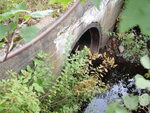 Multiple Culvert Crossing at Railroad, T4 R9 NWP, Maine