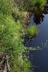 Multiple Culvert Crossing at Silver Lake Road, Bucksport, Maine