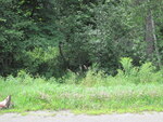 Multiple Culvert Crossing at Trafton Rd, Waterville, Maine