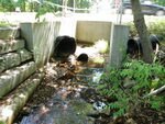 Multiple Culvert Crossing at West St., Biddeford, Maine