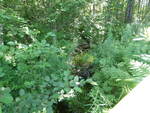Multiple Culvert Crossing, Alder Brook at Northport Rd, Belmont, Maine