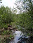 Multiple Culvert Crossing, Beaver Brook at Aroostook Road, Molunkus Twp, Maine