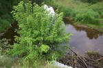 Multiple Culvert Crossing, Black Stream at Lake Road, Levant, Maine