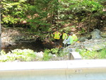 Multiple Culvert Crossing, Boynton Brook at Grant Rd, Saco, Maine