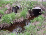 Multiple Culvert Crossing, Costigan Brook at Greenfield Road, Milford, Maine