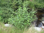 Multiple Culvert Crossing, Cranberry Brook at Charlotte, Baring Plt, Maine