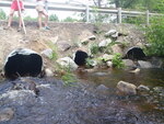 Multiple Culvert Crossing, Douglas Brook at Dingley Spring Rd, Gorham, Maine