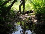 Multiple Culvert Crossing, Dutton Hills Brook at Falmouth Rd, Windham, Maine