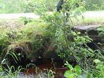 Multiple Culvert Crossing, Files Brook at Finn Parker Rd, Gorham, Maine