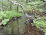 Multiple Culvert Crossing, Fogg Brook at Tannery Rd, Lowell, Maine