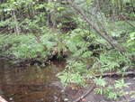 Multiple Culvert Crossing, Fogg Brook at Tannery Rd, Lowell, Maine