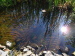 Multiple Culvert Crossing, Fort Hill Brook at Route 114, Gorham, Maine