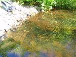 Multiple Culvert Crossing, Fort Hill Brook at Route 114, Gorham, Maine