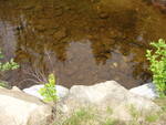 Multiple Culvert Crossing, Gulch Brook at Cedar Swamp Road, Orland, Maine