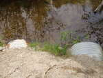 Multiple Culvert Crossing, Gulch Brook at Cedar Swamp Road, Orland, Maine