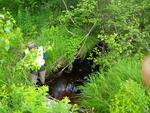 Multiple Culvert Crossing, Hamlin Brook at Route 11, Limington, Maine