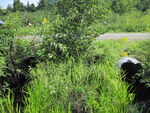 Multiple Culvert Crossing, Intervale Brook at Desert Pond Rd, Mount Vernon, Maine