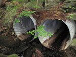 Multiple Culvert Crossing, Jones Brook at Hathaway Rd, Wayne, Maine