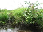 Multiple Culvert Crossing, Jones Brook at Old County Rd, Washington, Maine